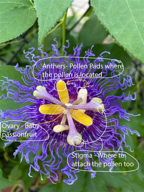 How To Grow Passion Fruit In Florida Cultivation Tips Health Benefits