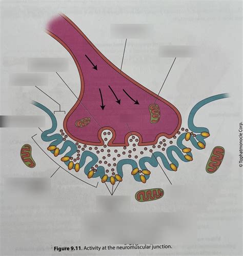 Activity At Neuromuscular Junction Diagram Quizlet