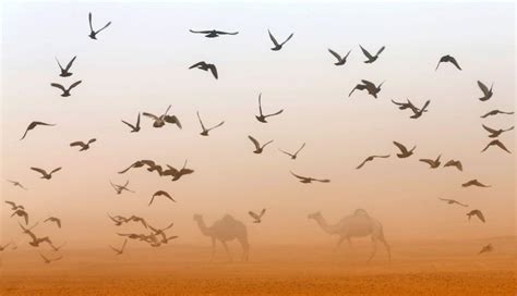 UAE camel festival - Arabian Business