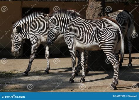 Grevyzebra Equus Grevyi Alias Das Kaiserzebra Stockbild Bild Von