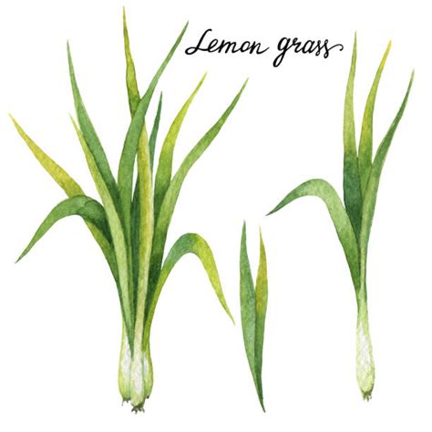 130 Lemongrass Watercolor Stock Illustrations Royalty Free Vector