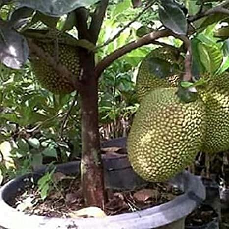 Sanjus Super Dwarf Vietnam Super Early Variety Jackfruit Grafted