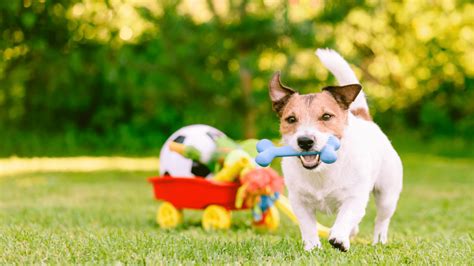 Brinquedo Para Cachorro Hiperativo Confira As Melhores Op Es