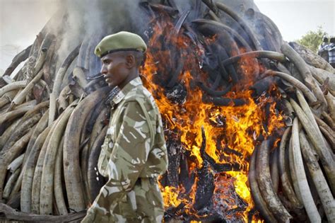 Kenya Burns Tonnes Of Ivory Confiscated From Poachers Wildlife News