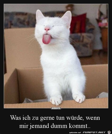 Lustige Katzen Bilder Zum Totlachen Lustige Sprüche