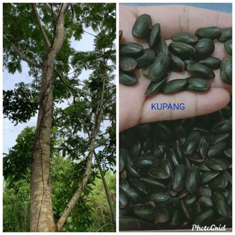 buy one get one free，50 seeds (not plants) KUPANG SEEDS ( NATIVE TREE ...