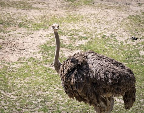 Zoo Tiergarten Nuremberg - Free photo on Pixabay - Pixabay