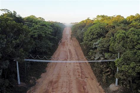 Ong Instala Ponte Suspensa Para Passagem De Animais Na Br