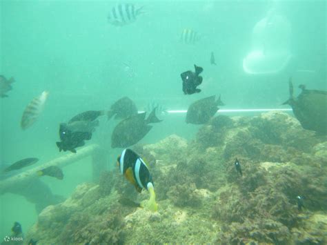 Snorkeling In Nusa Dua Bali Klook Australia