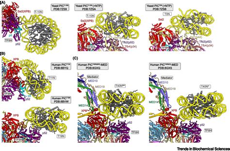 Interplay Between The Transcription Preinitiation Complex And The