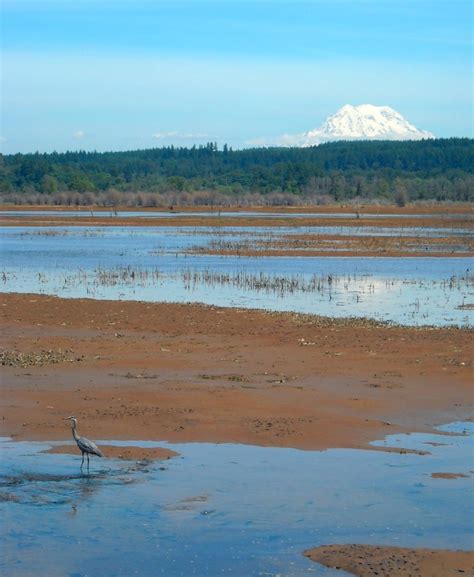 Blue Heron And Mt Rainier At Nisqually Wildlife Refuge Lacey Wa