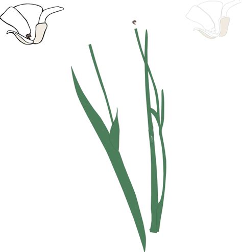 Flower Stems Clipart 20 Free Cliparts Download Images On Clipground 2025