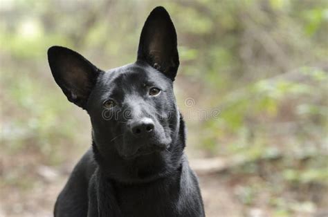 Black Tan Dingo Stock Photos - Free & Royalty-Free Stock Photos from ...