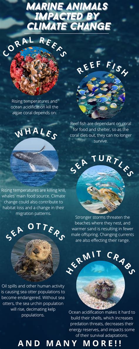 Marine Animals Impacted by Climate Change – Core Pathways