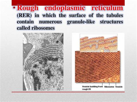 Endoplasmic Reticulum Ppt Download