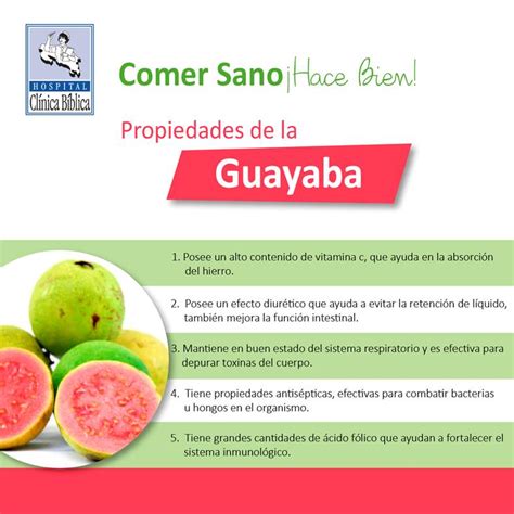 Estos Son Los Mejores Beneficios De La Guayaba Y Sus Hojas Para La My