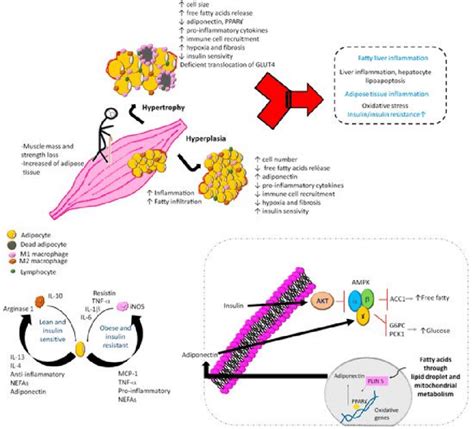 Mechanisms And Factors Related To The Pathogenesis Of Sarcopenic