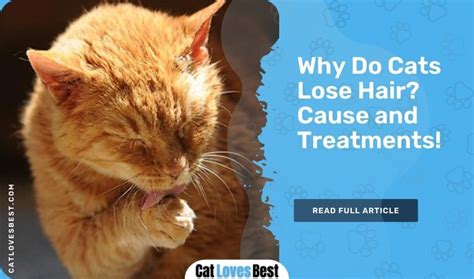 Why Is My Cat Losing Hair Symptoms Causes And Treatment