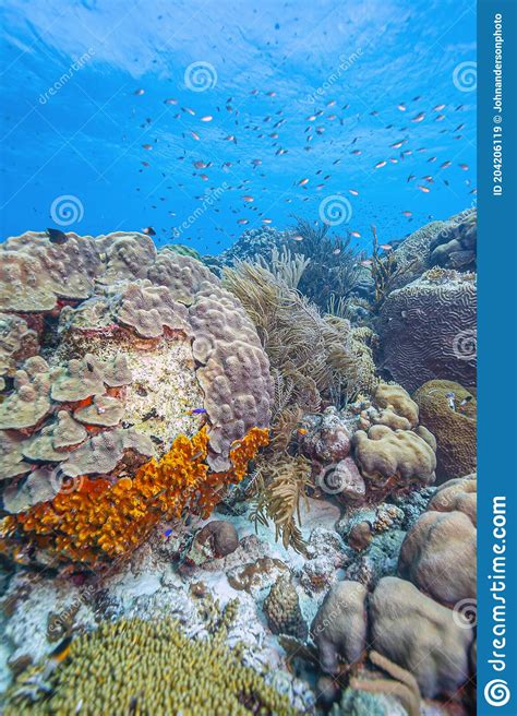 Caribbean Coral Garden Stock Image Image Of Water Antilles 204206119