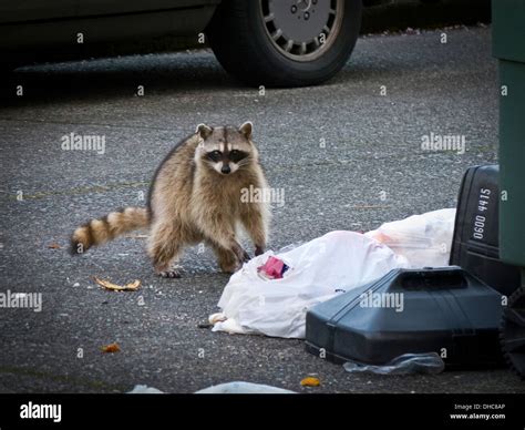 Mapache comiendo fotografías e imágenes de alta resolución - Alamy