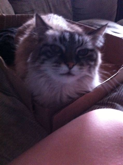 My cat puff puff 🐱 | Cats, Animals, Favorite