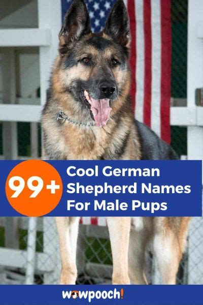 99+ Cool German Shepherd Names For Male Pups - WowPooch