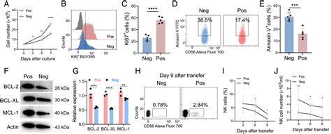 Pdgf Dpdgfr Signaling Enhances Il Mediated Human Natural Killer