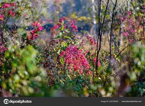 Naked Autumn Trees Few Red Leaves Green Blur Background Fall Stock Photo By Martinsvanags