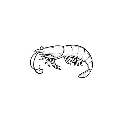 Premium Vector Shrimp Hand Drawn Outline Doodle Icon Vector Sketch Illustration Of Healthy