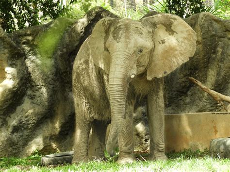 Meet Mundi Elephant Aid International