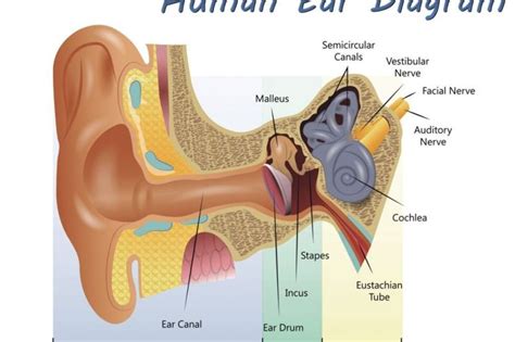 Symptoms, Treatments, and Recovery of Ruptured Eardrum - Health & Detox ...