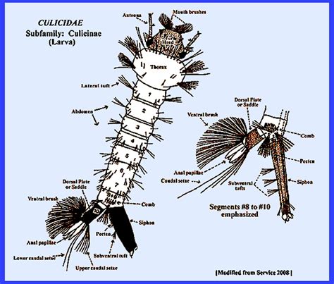 Culicidae Larvae