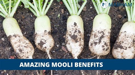 Mooli Benefits 8 Amazing Facts Marham