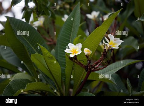 Plumeria Alba Hi Res Stock Photography And Images Alamy