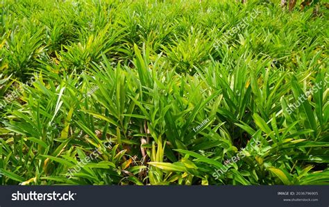 Galangal Tree Stock Photos And Pictures 1934 Images Shutterstock