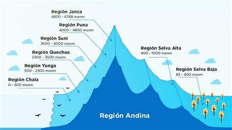 Solution Las Ocho Regiones Naturales Del Per Studypool