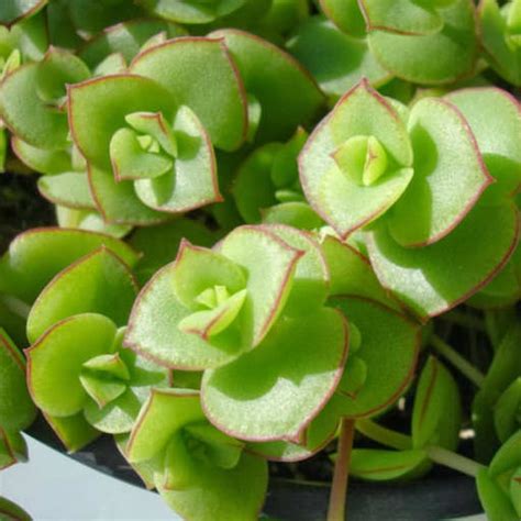 Crassula Pellucida