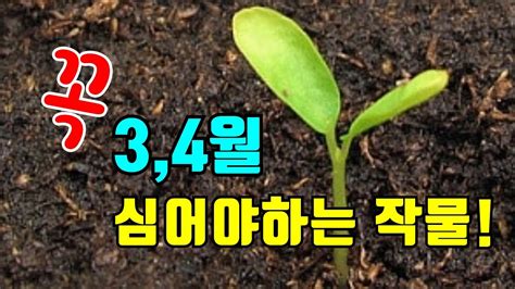 3월과 4월에 심을만한 텃밭작물 알아보기 주말농장 재배작목 채소심어보세요 Youtube