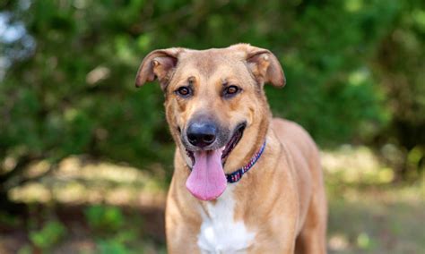 Shelter Dog Saves The Life Of Her Adopter Days After Rescue