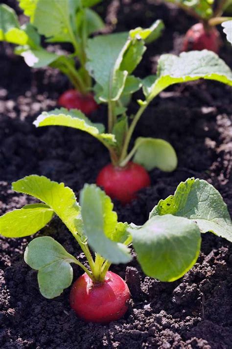 How To Plant And Grow Radishes Artofit