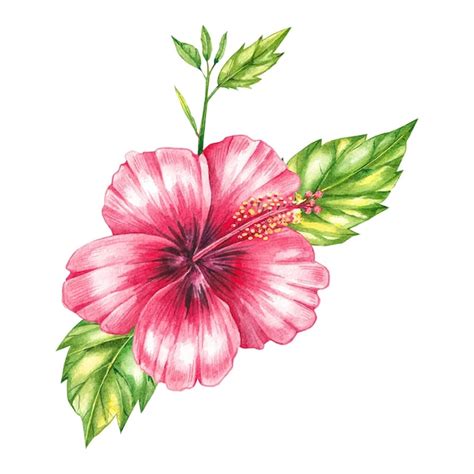 Aquarela Hibisco Vermelho Sobre Um Fundo Branco Vetor Premium