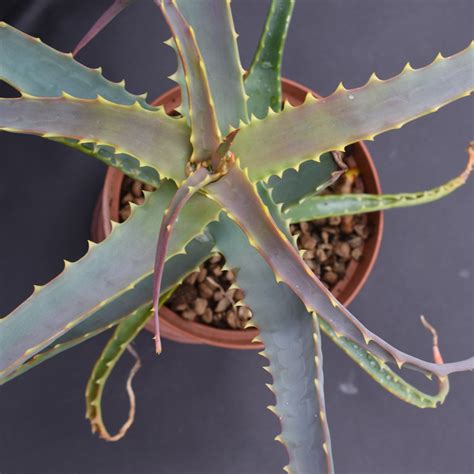 Aloe Arborescens Eden Plantae