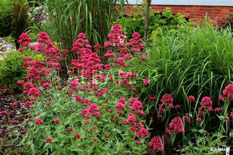 Najd U Ej Kwitn Ca Bylina Na Wiecie Centranthus Plants Diy Garden