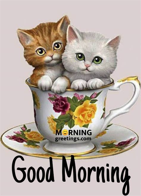 Adorable Good Morning Cat Greetings To Start Your Day Morning Greetings