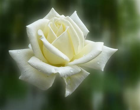 Fotos gratis flor blanco fotografía pétalo florecer verano Rosa