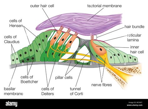 Structure Of The Organ Of Corti Stock Photo 24898688 Alamy