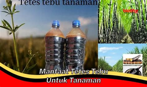 Temukan Manfaat Mengejutkan Tetes Tebu Untuk Tanaman Yang Jarang