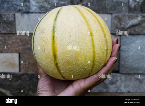 Female Holding Indian Muskmelon Fruit In Palm Healthy Organic Fruit