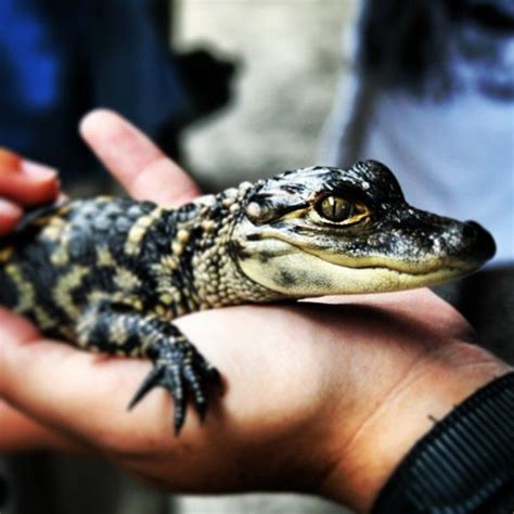 Baby Alligator Flickr Photo Sharing Baby Wild Animals Cute