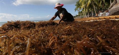 Segarnya Budidaya Rumput Laut Panen Per 15 Bulan Hasilkan Rp 30 Juta